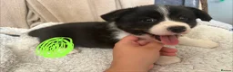 Welsh Corgi Cardigan dogs for sale: Three stunning puppies of Welsh Corgi Cardigan - Advert 10