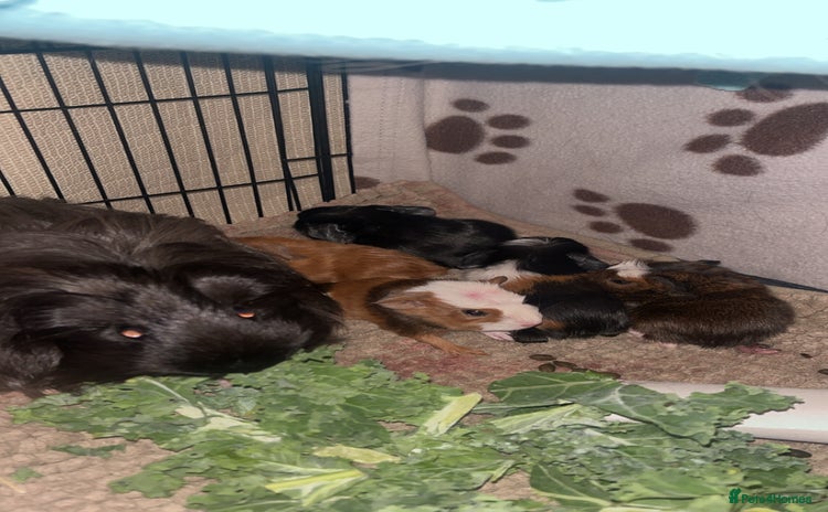 Guinea Pig rodents - Advert 1