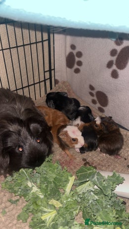 Guinea Pig rodents - Advert 1