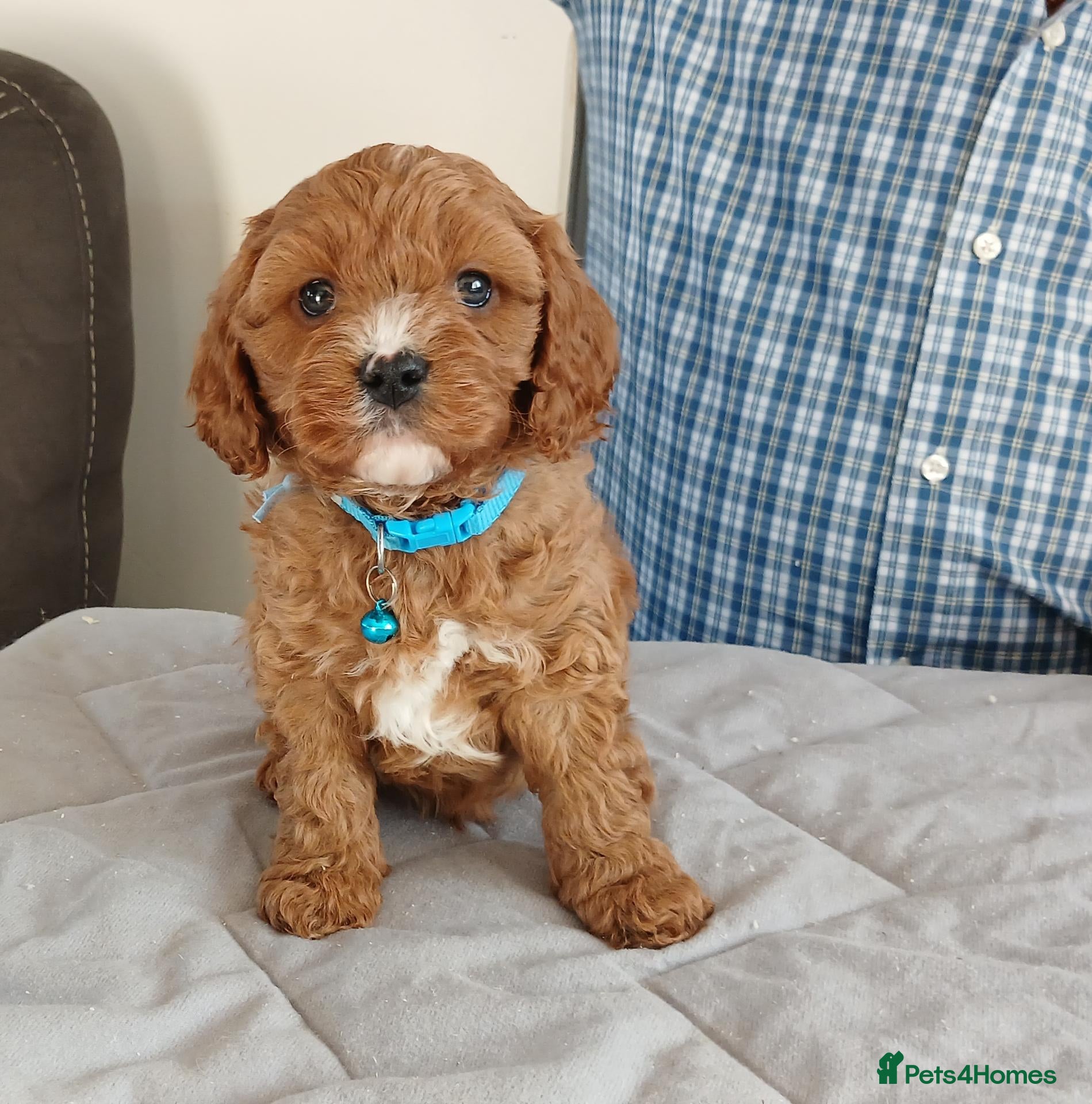 Cavapoo dogs for sale: F1 CAVAPOO PUPPIES  - Advert 2