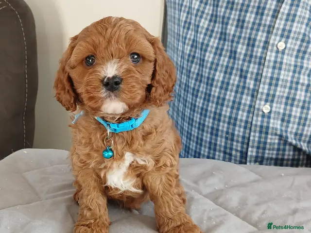 Cavapoo dogs for sale: F1 CAVAPOO PUPPIES - Advert 2