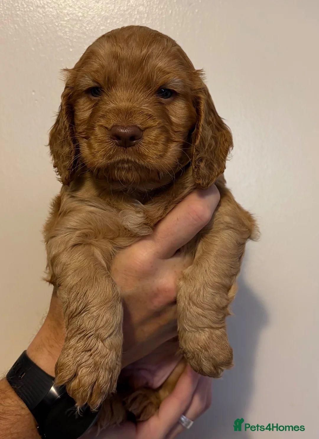 Cocker Spaniel dogs for sale: Cocker spaniel Puppys  - Advert 11