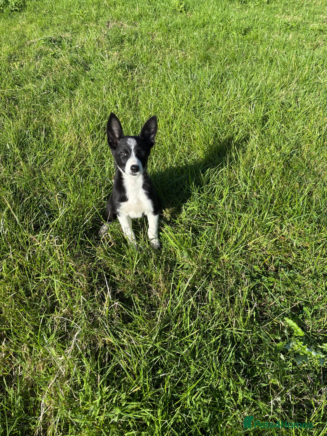 Border Collie dogs for sale: Beautiful Border Collie Puppies for sale - Image 1