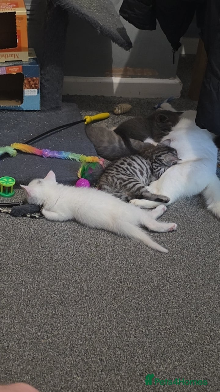 Turkish Angora cats for sale: Turkish angora cross  - Advert 11