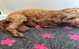 Cockapoo dogs for sale: Stunning litter of Red FIB cockapoo Girls  - Image 15