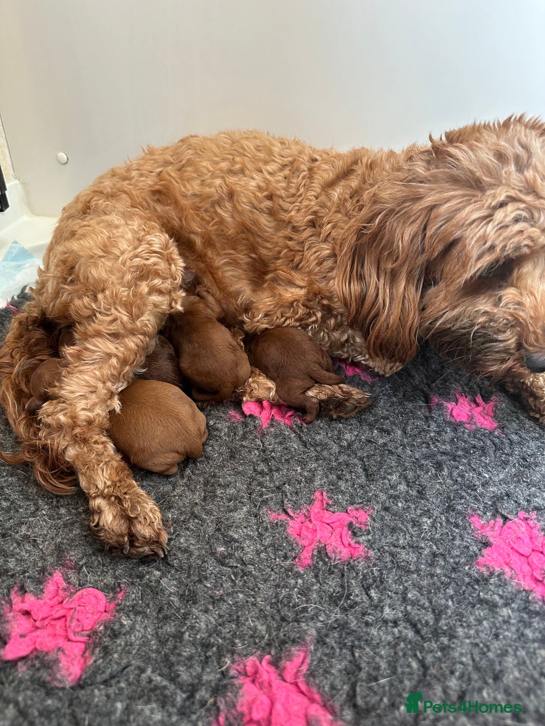 Cockapoo dogs for sale: Stunning litter of Red FIB cockapoo Girls  - Image 15