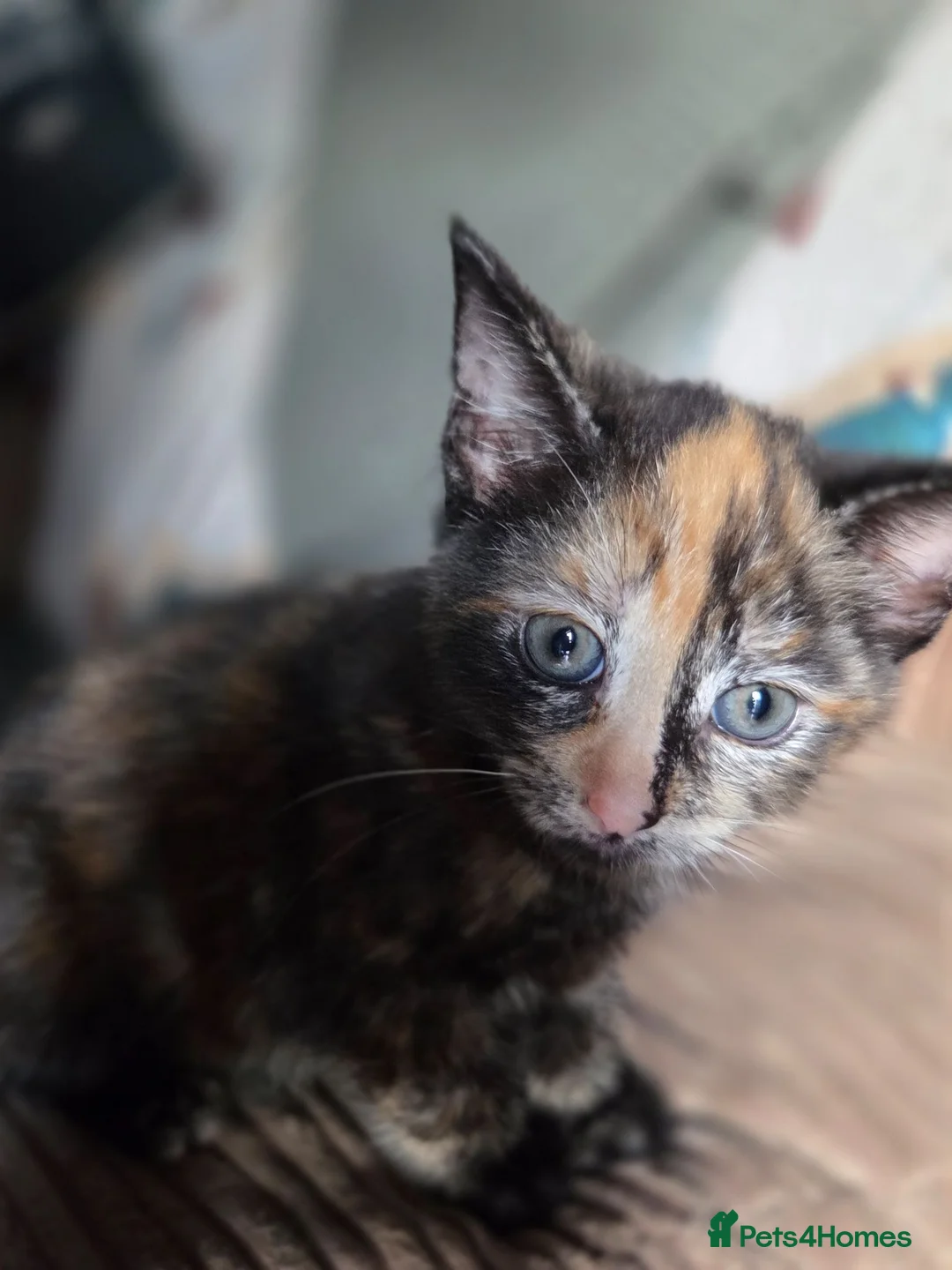 Mixed Breed cats for sale: Kittens  - Advert 8