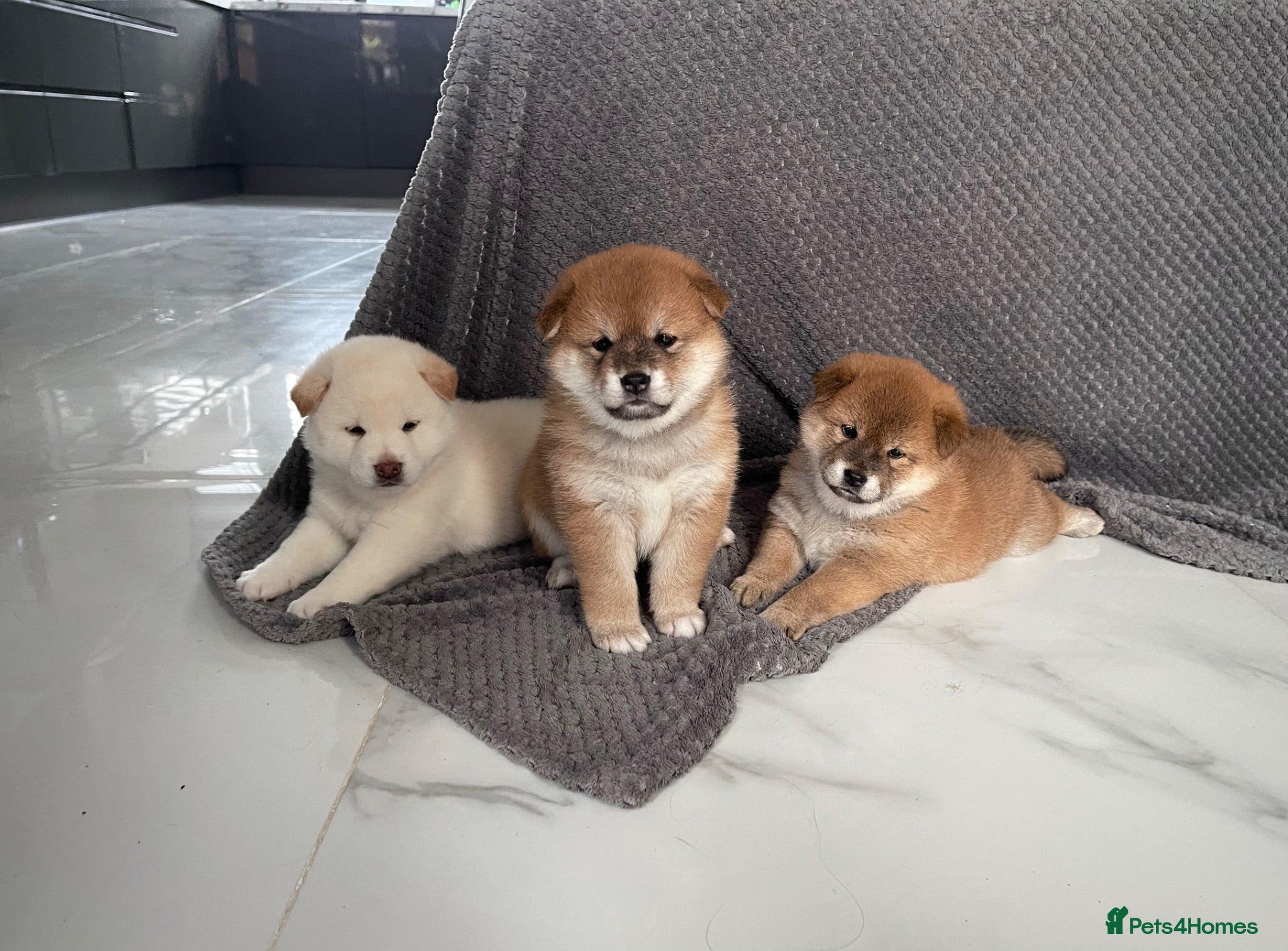 Japanese Shiba Inu dogs KC registered Japanese Shiba Inu puppies - Advert 12