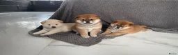 Japanese Shiba Inu dogs for sale: KC registered Japanese Shiba Inu puppies - Advert 12