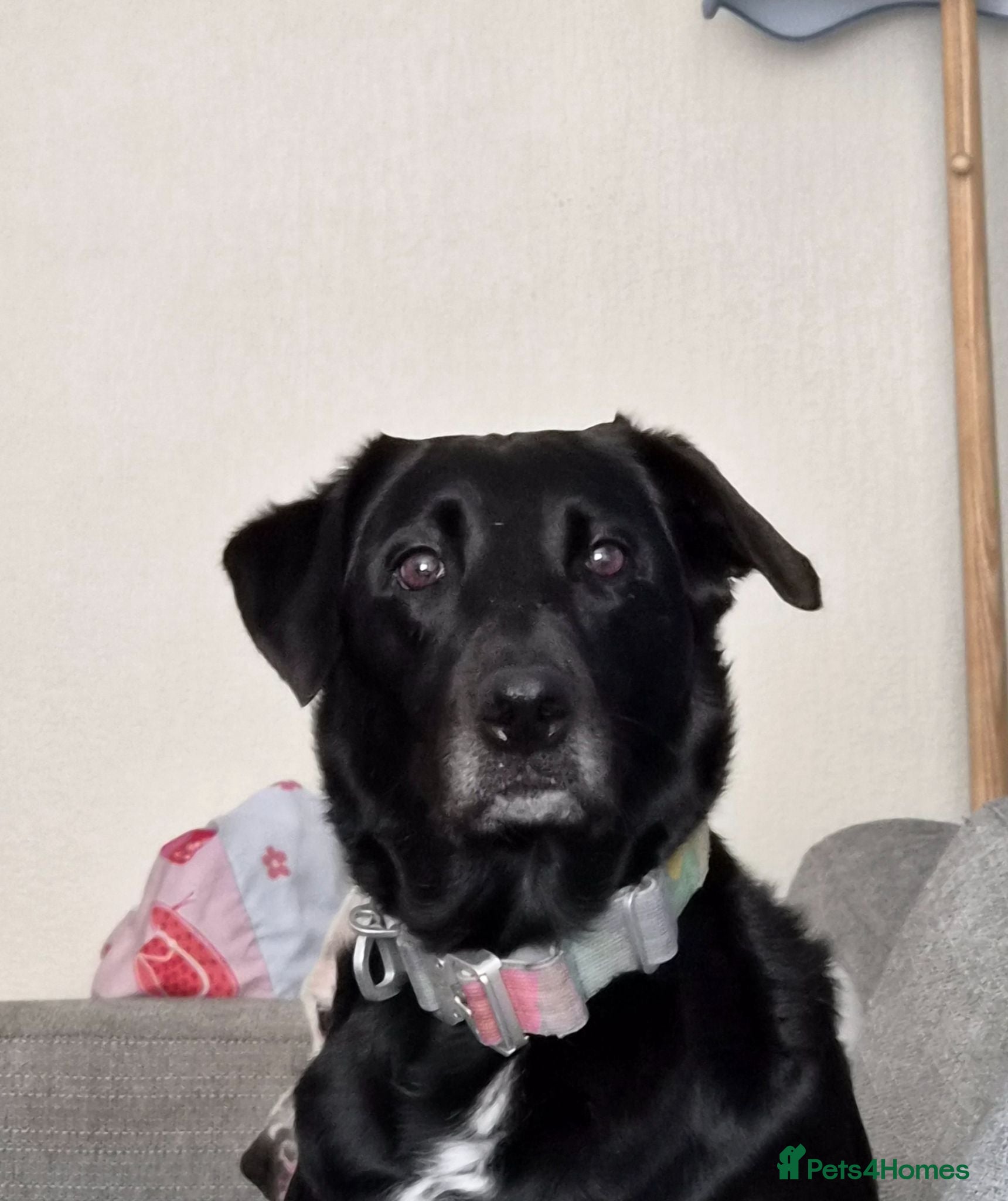 Borador dogs Labrador x Border collie - Advert 1