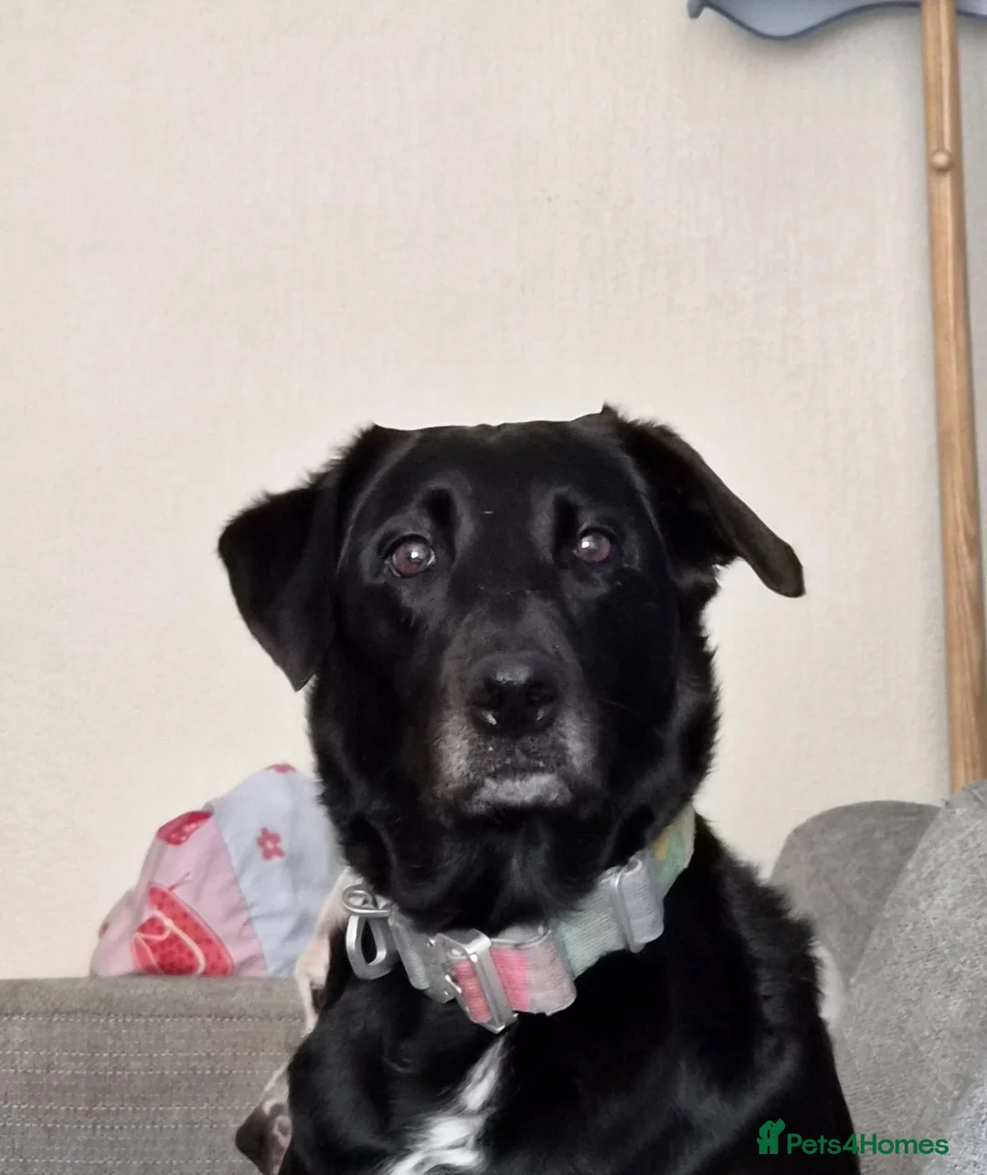 Borador dogs for sale: Labrador x Border collie - Advert 1