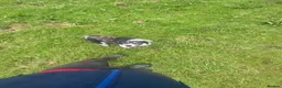 Border Collie dogs for sale: Fflei 2 year old bitch - Advert 1