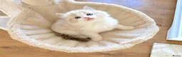 Ragdoll cats for sale: READY NOW *** INDOOR FULL PEDIGREE RAGDOLL KITTENS - Advert 36