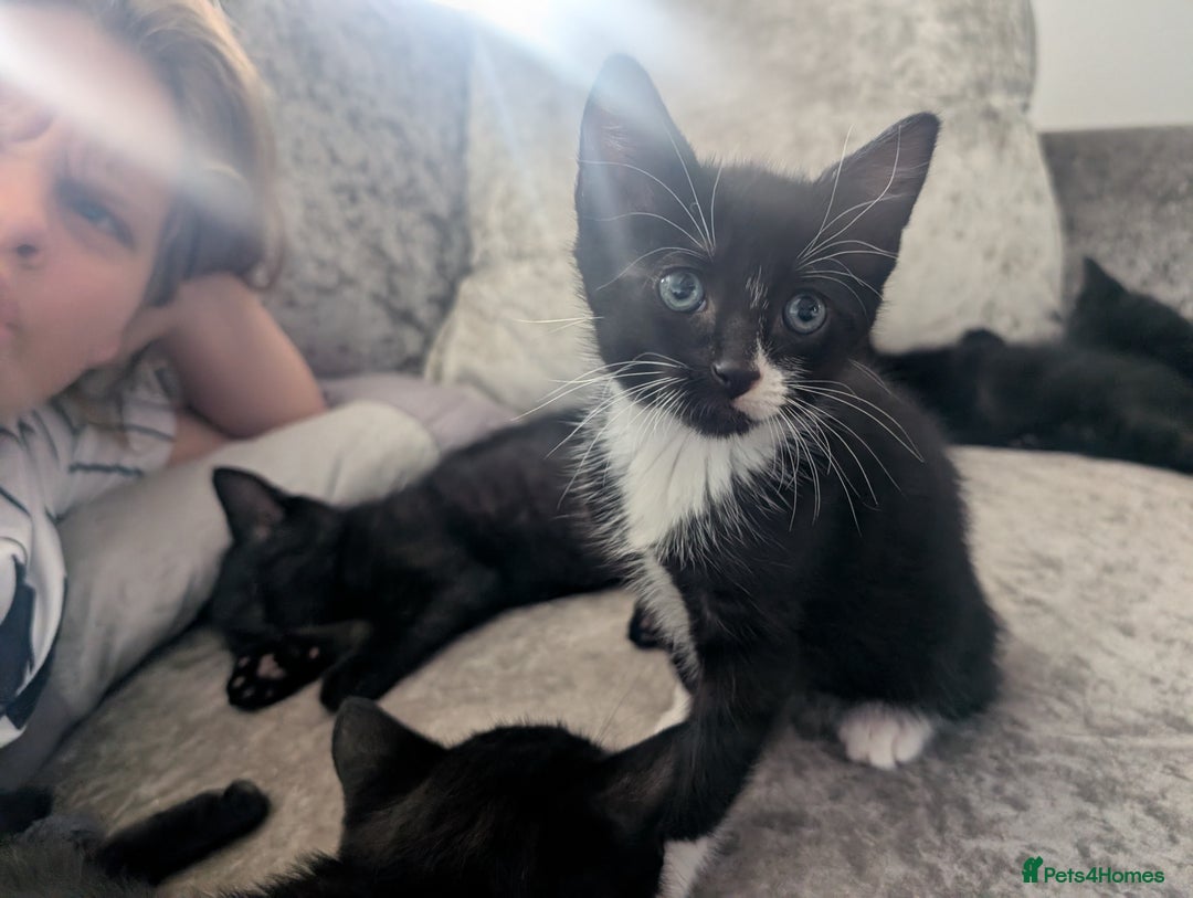Mixed Breed cats for sale: Stunning black and ghost/black tabby kittens - Image 2