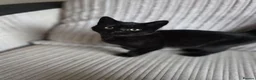 Mixed Breed cats for sale: Gorgeous kittens black girl and black boy  - Advert 3