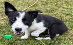 Border Collie dogs for sale: Border Collie Puppies for sale - Image 12