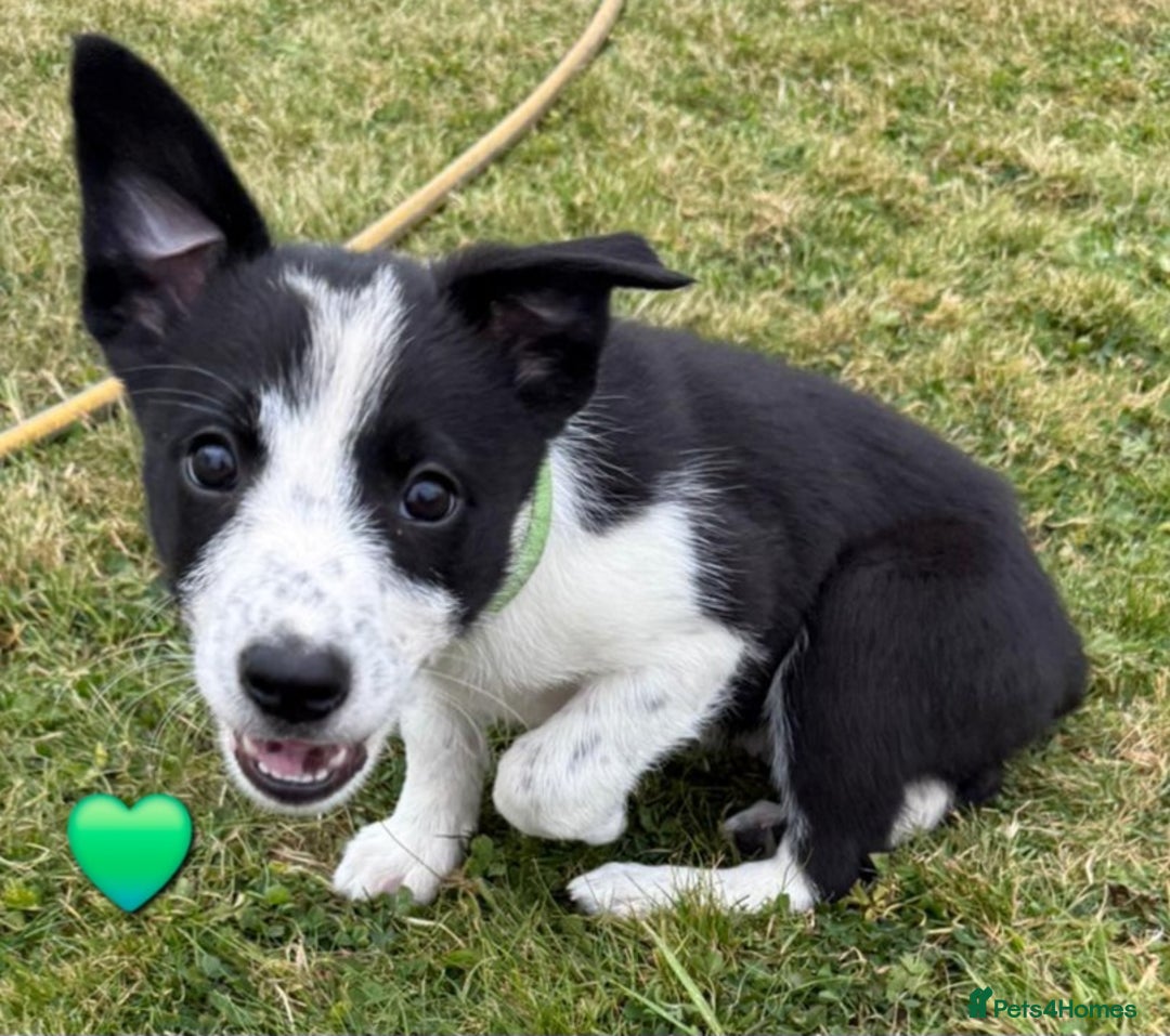 Border Collie dogs for sale: Border Collie Puppies for sale - Image 12