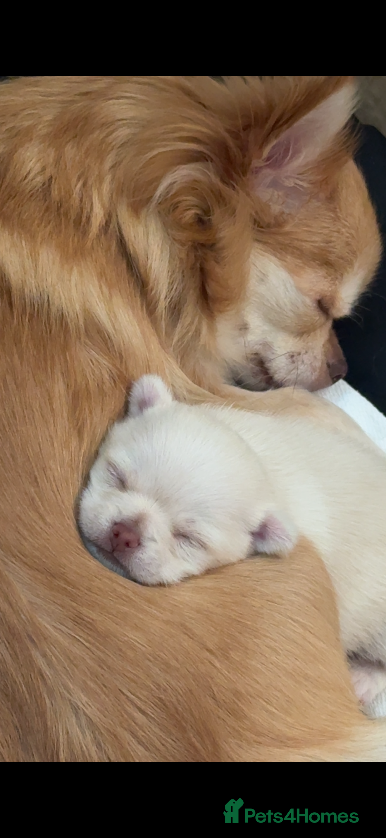 Chihuahua dogs Beautiful Cream & chocolate tan Chihuahuas! - Advert 17