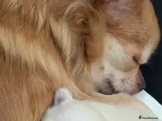 Chihuahua dogs Beautiful Cream & chocolate tan Chihuahuas! - Advert 15