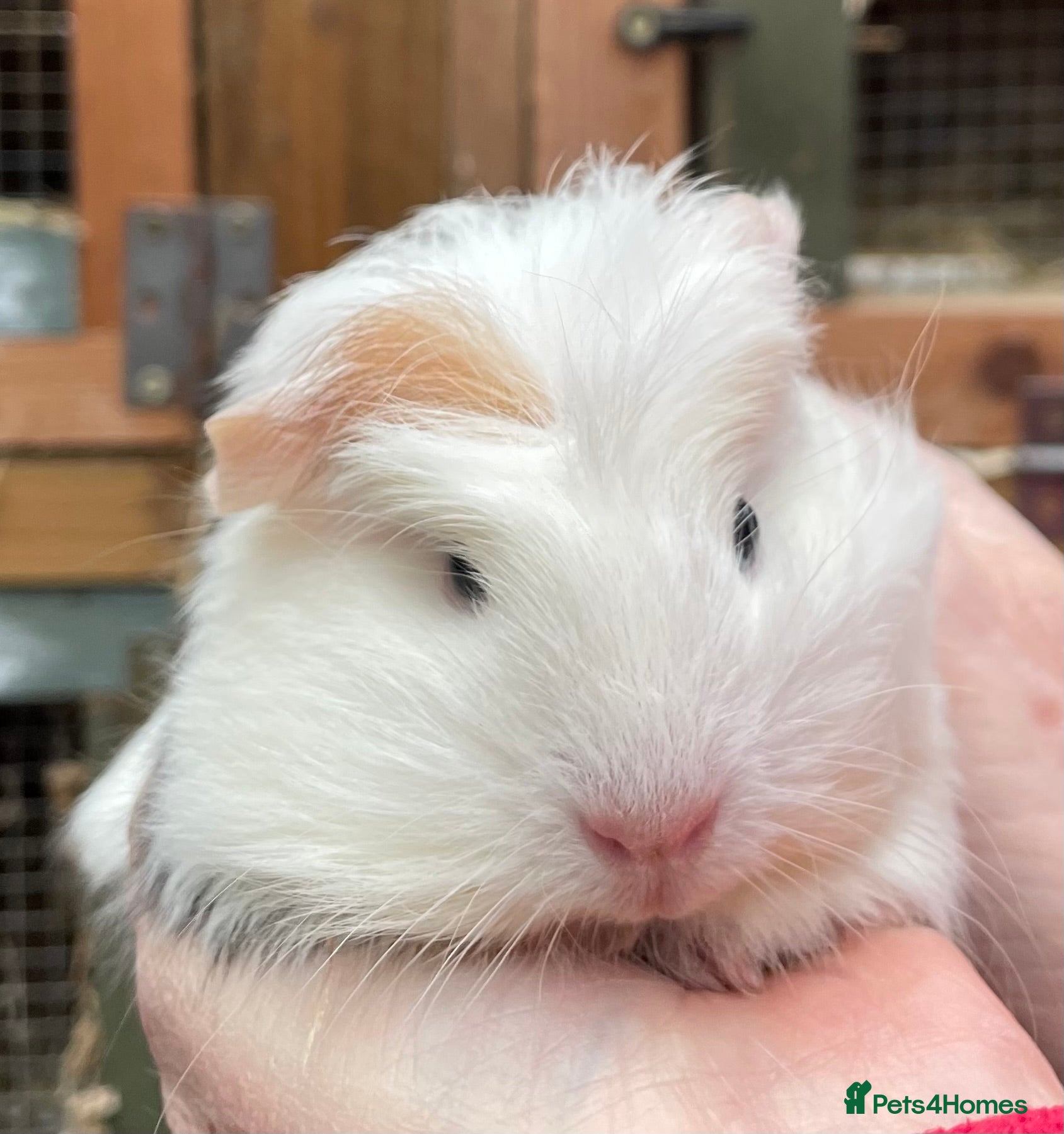 Guinea Pig rodents Baby Guinea pigs - Advert 10