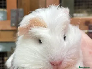 Guinea Pig rodents Baby Guinea pigs - Advert 10