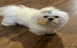 Maltese dogs for sale: Beautiful Korean Maltese in Barnstaple - Image 7