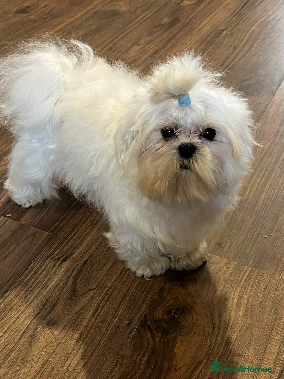 Maltese dogs for sale: Beautiful Korean Maltese in Barnstaple - Image 7