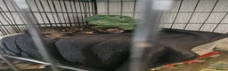 Mixed Breed cats for sale: 4 gorgeous female kittens! in Morpeth - Advert 6