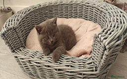 British Shorthair cats for sale: Silver tabby/blue British shorthair kittens - Image 11
