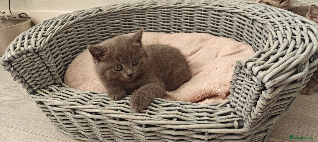 British Shorthair cats for sale: Silver tabby/blue British shorthair kittens - Image 11