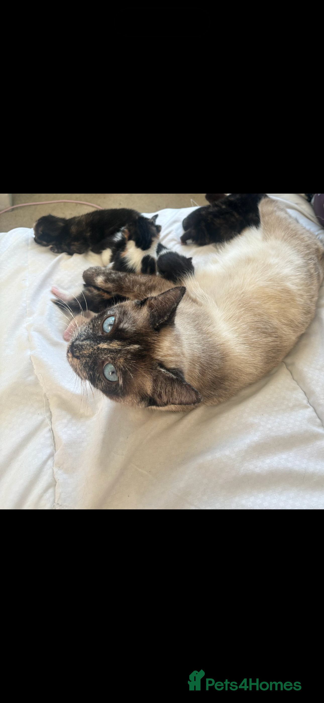 Mixed Breed cats Siamese x kittens  - Advert 1