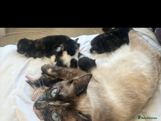 Mixed Breed cats Siamese x kittens - Advert 1