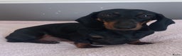 Dachshund dogs for sale: Dachsunds 3/4 breed - Advert 4