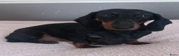 Dachshund dogs for sale: Dachsunds 3/4 breed - Advert 4