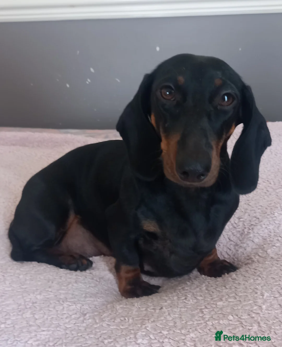 Dachshund dogs for sale: Dachsunds 3/4 breed - Advert 4