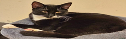 Mixed Breed cats for adoption: Domino and Chess - Advert 1