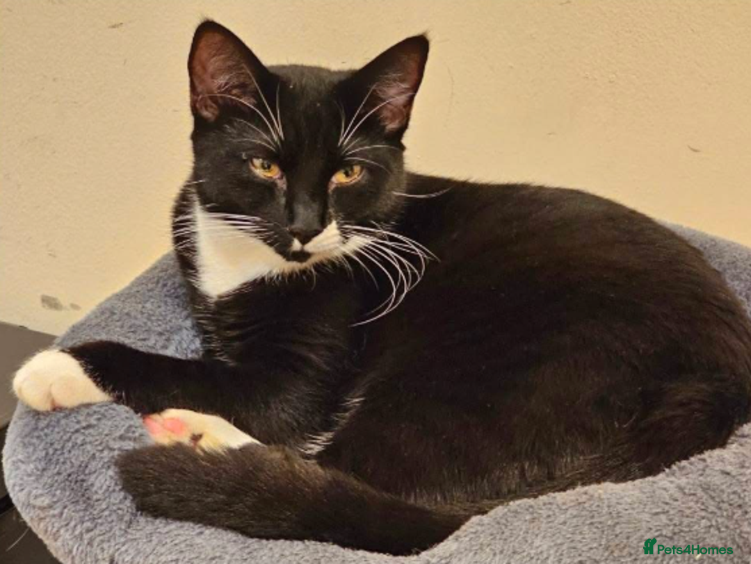 Mixed Breed cats for adoption: Domino and Chess - Advert 1