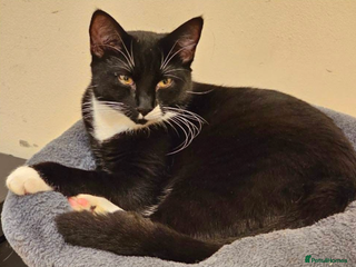 Mixed Breed cats Domino and Chess - Advert 1