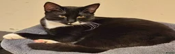 Mixed Breed cats for adoption: Bonded pair of young rescue cats looking for home in Hook - Advert 1