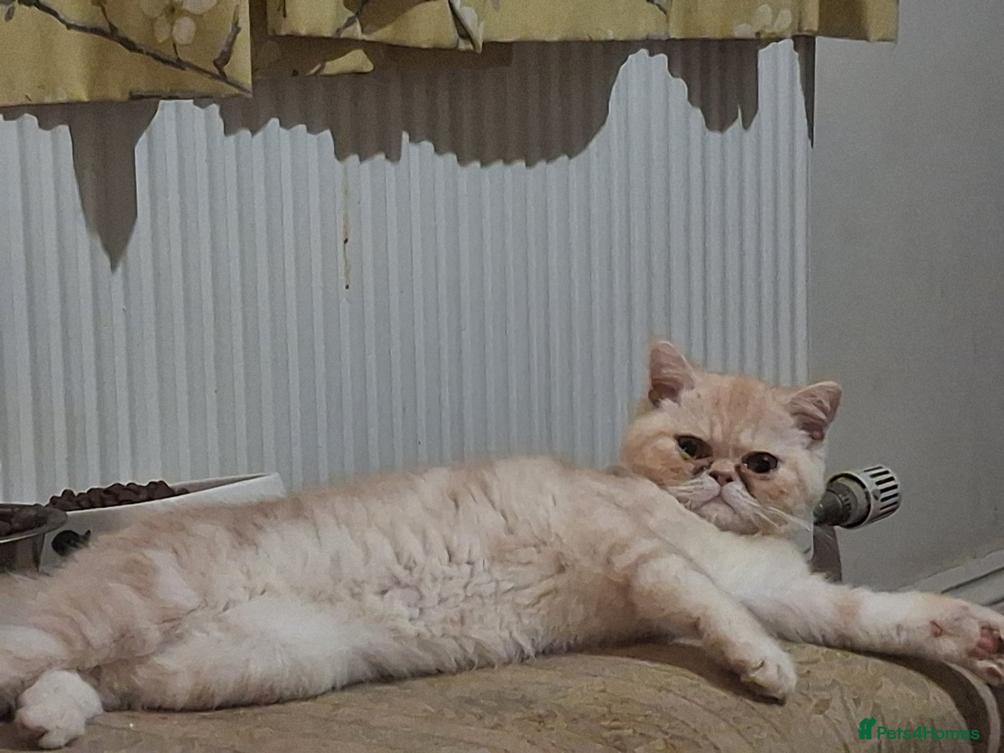 Exotic cats for sale: 8 month boy.pure bred exotic. Pedigree cream gene. - Advert 2