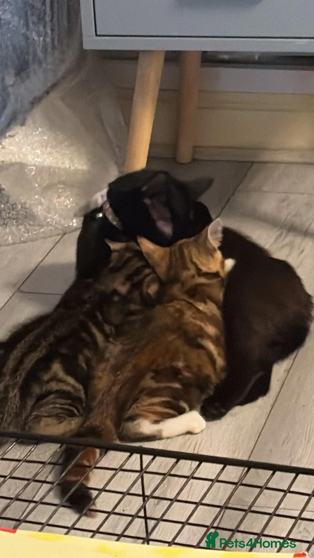 Mixed Breed cats for sale: Two female tortoise looking kittens - Advert 2