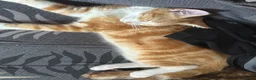 Mixed Breed cats for sale: Kittens  in Birmingham - Advert 2