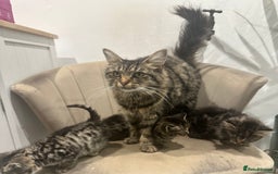 Mixed Breed cats for sale: Kittens for sale  - Image 2