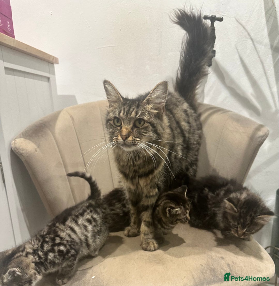 Mixed Breed cats for sale: Kittens for sale  - Image 2