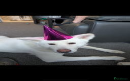 Japanese Akita Inu dogs for sale: Beautiful, Well-Trained Japanese Akita  - Image 2