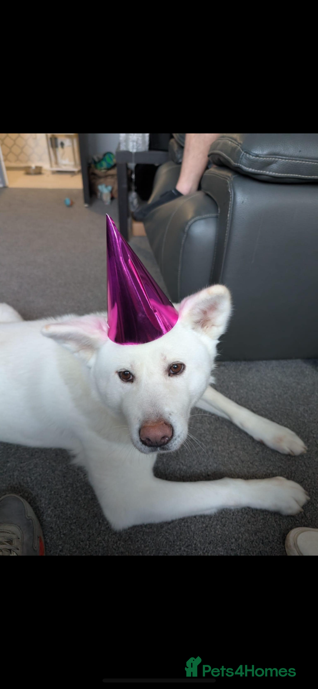 Japanese Akita Inu dogs for sale: Beautiful, Well-Trained Japanese Akita  - Image 2