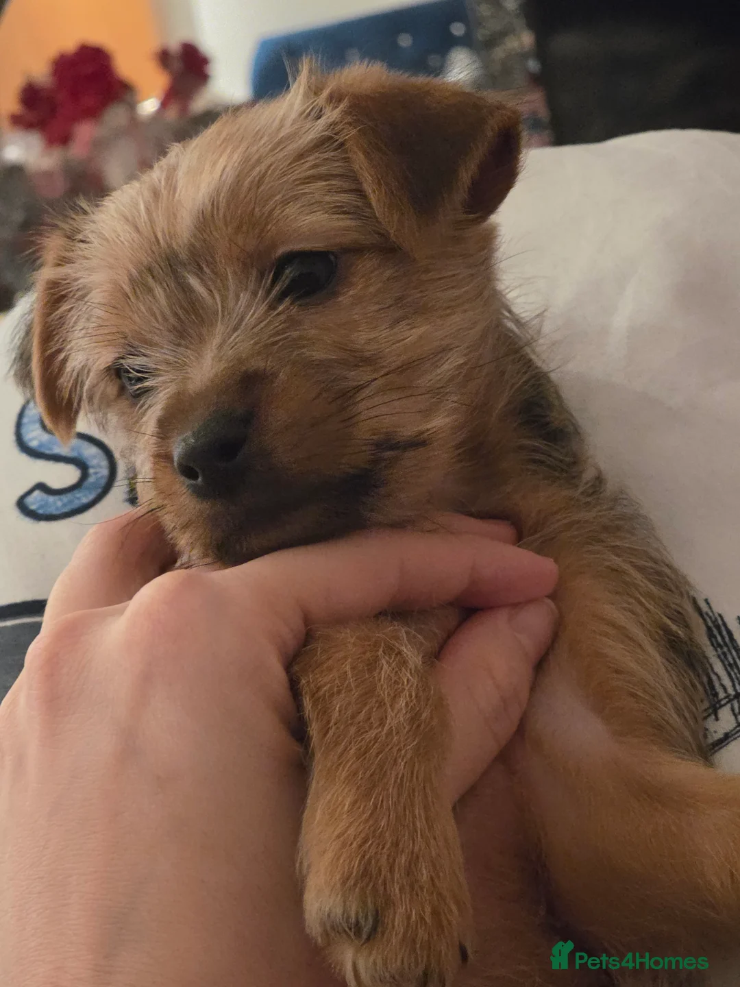 Yorkshire Terrier dogs for sale: Yorkshire Terrier Puppie  in Leeds - Advert 1