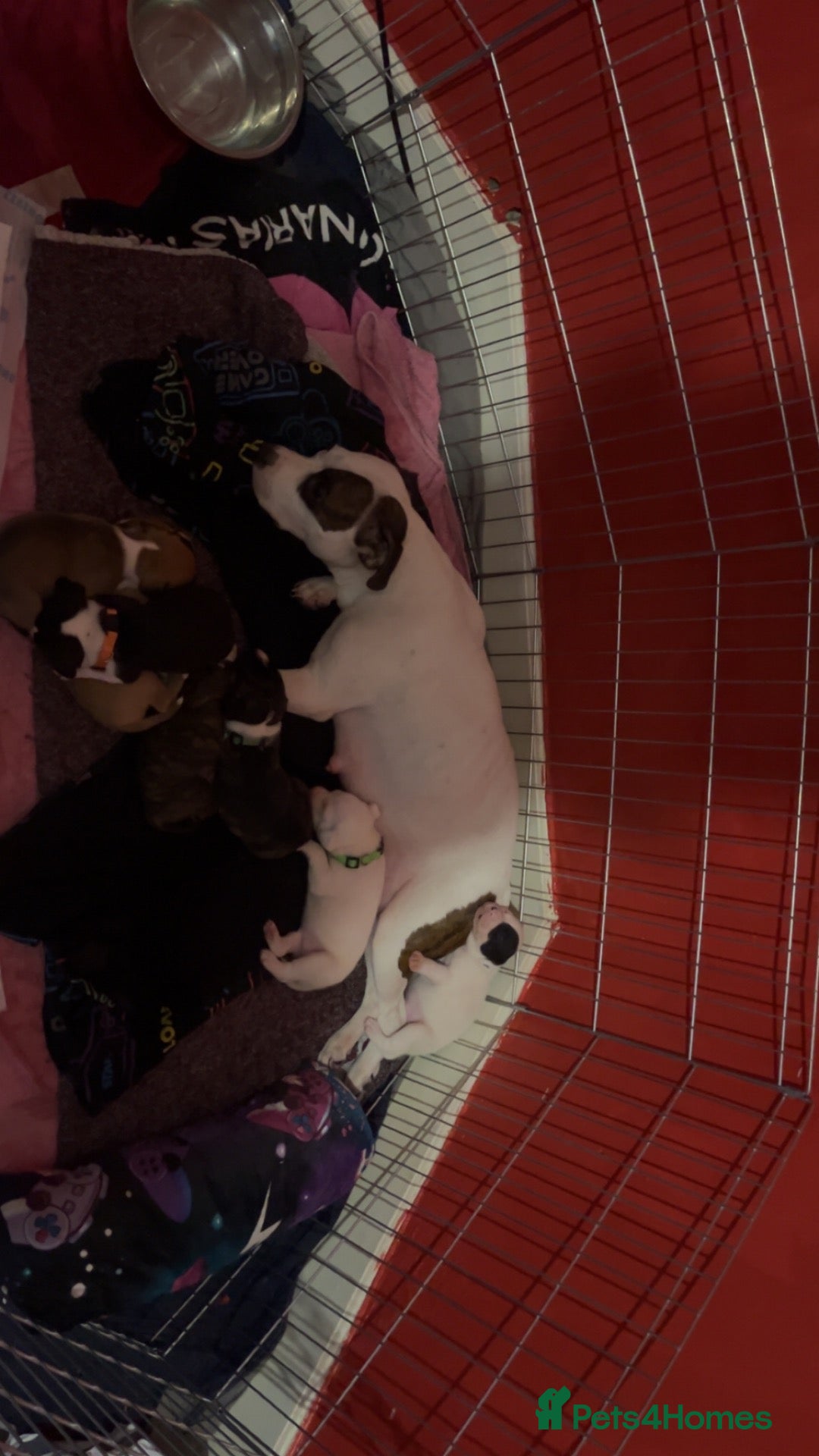 Staffordshire Bull Terrier dogs Staffy cross  - Advert 1