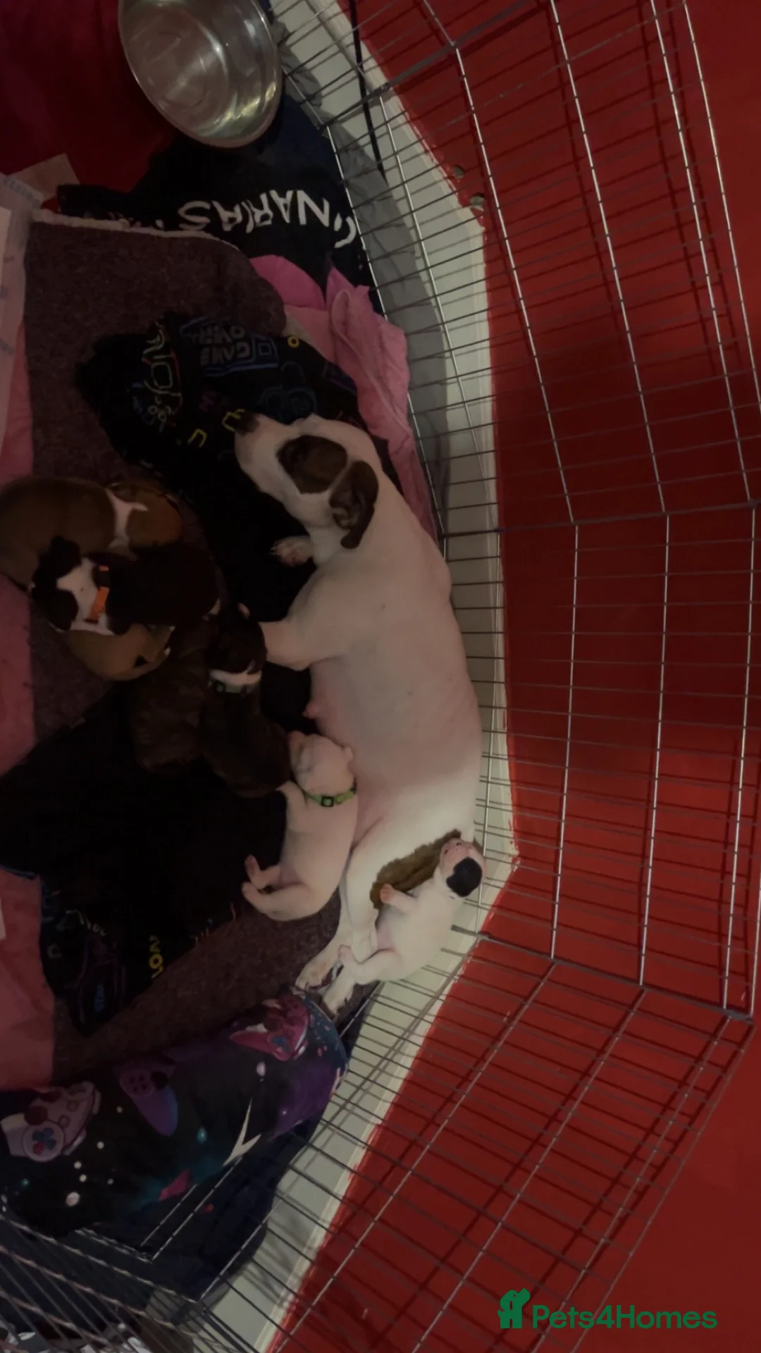 Staffordshire Bull Terrier dogs for sale: Staffy cross  - Advert 1