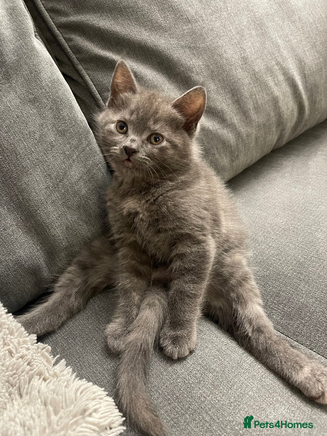 Mixed Breed cats for sale: 3/4 Maine Coon Polydactyl Kittens - Advert 4